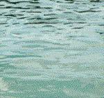 dolphins.gif